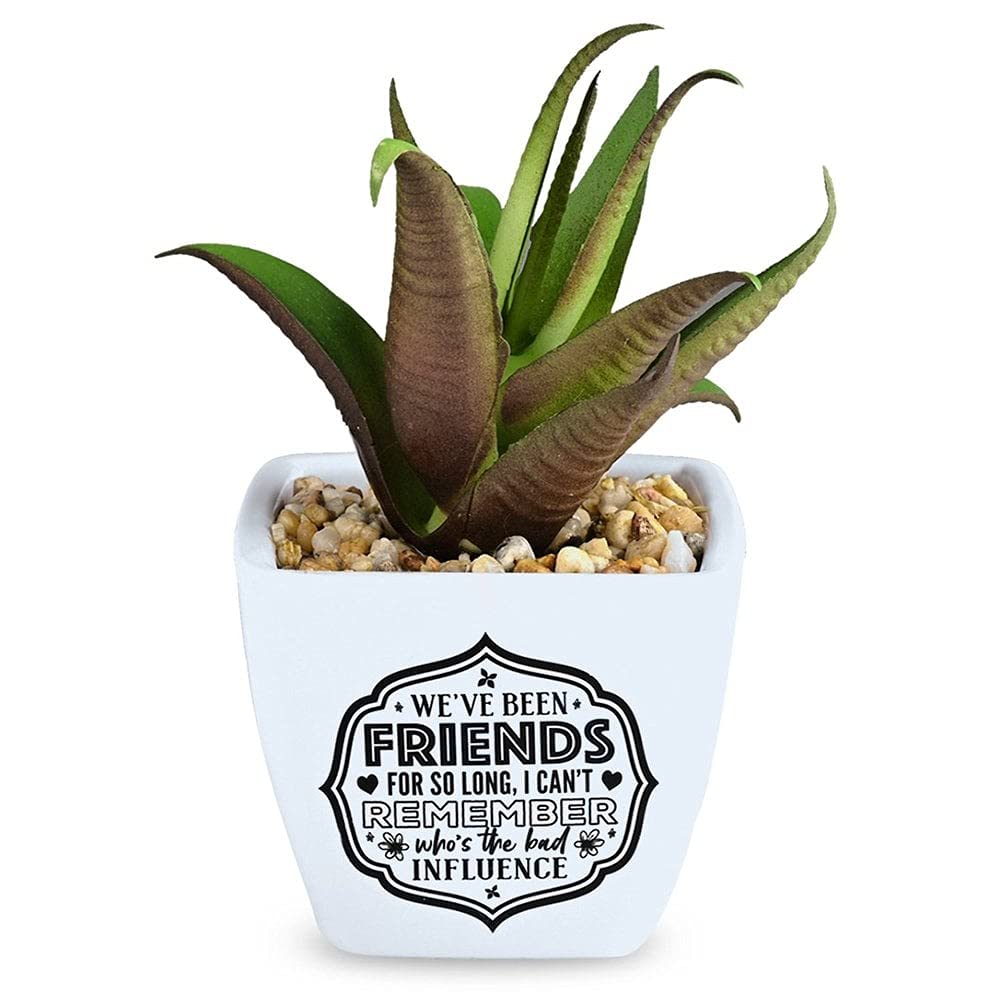 History & Heraldry Personalised Sentiment Succulents - We’ve been Friends