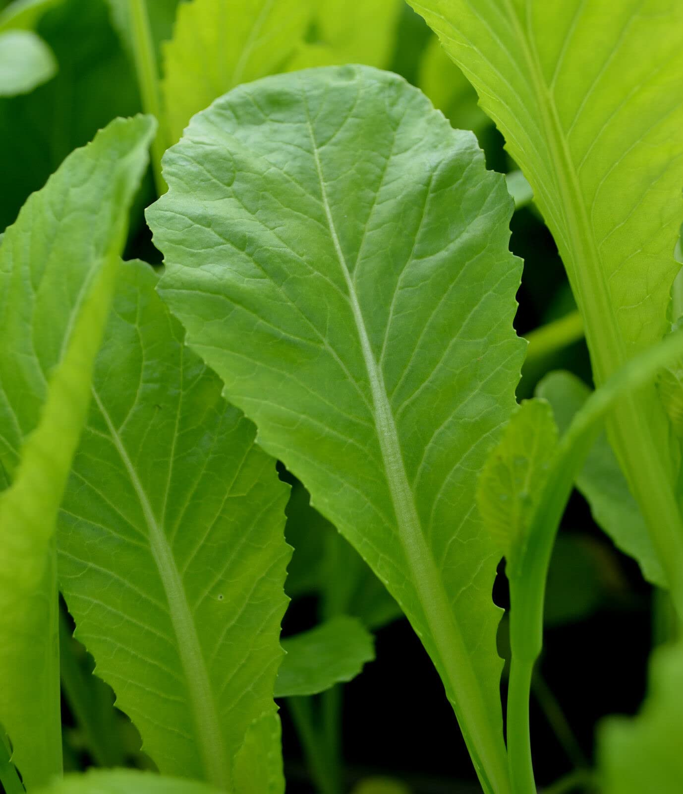 Buy4seeds Vegetable Mustard Chinese Green in Snow 600 Seeds Oriental