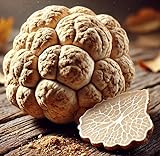 White Truffle Mushroom Spores – Tuber Magnatum | Gourmet Delicacy | Highly Prized for Rich, Earthy Aroma & Culinary Excellence