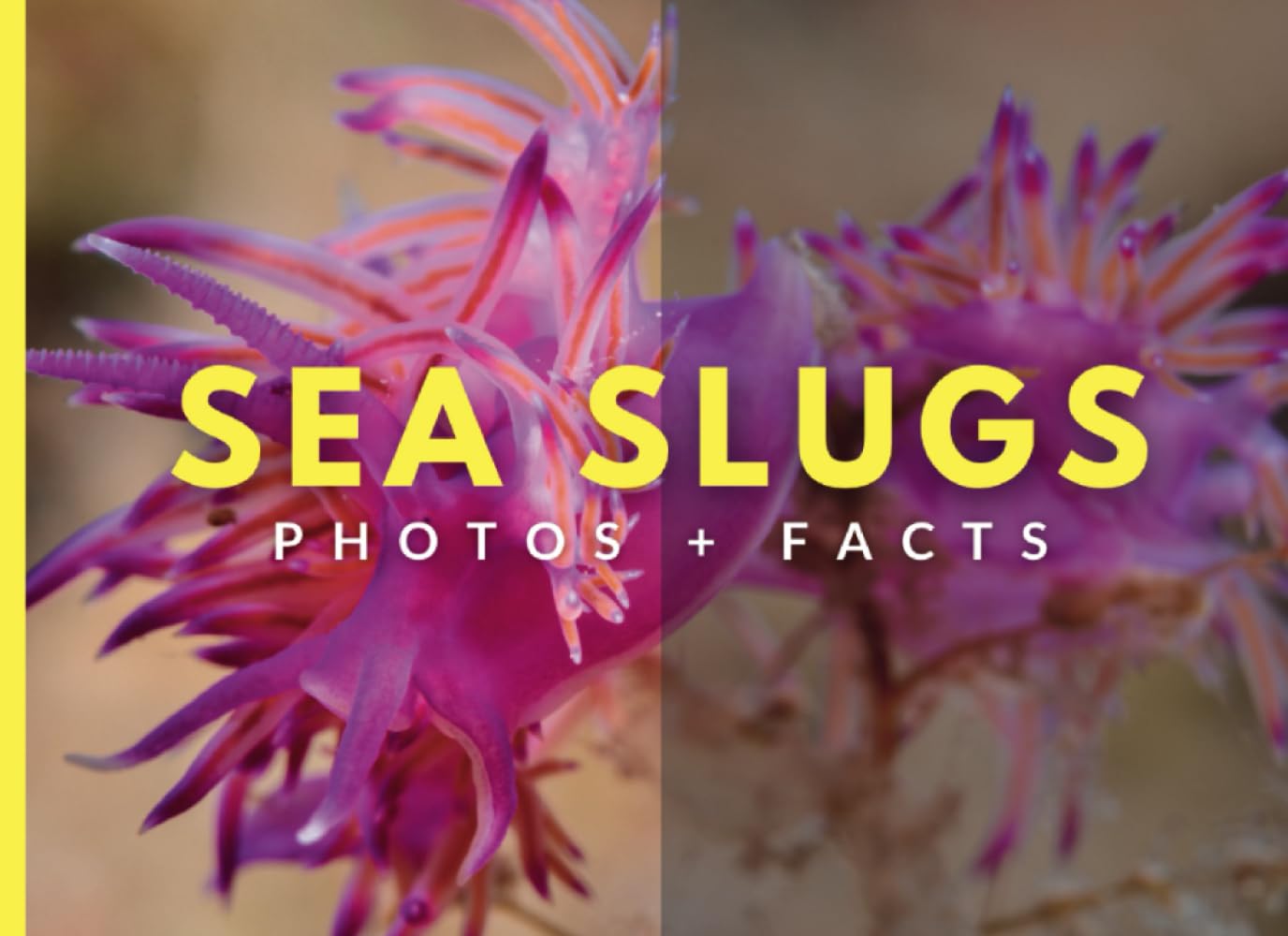 Sea Slugs: Photos + Facts