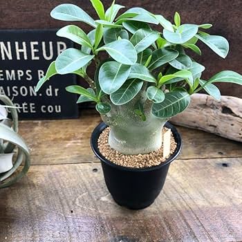 Amazon｜アデニウム アラビカム 塊根植物 蛸足 観葉植物｜観葉植物