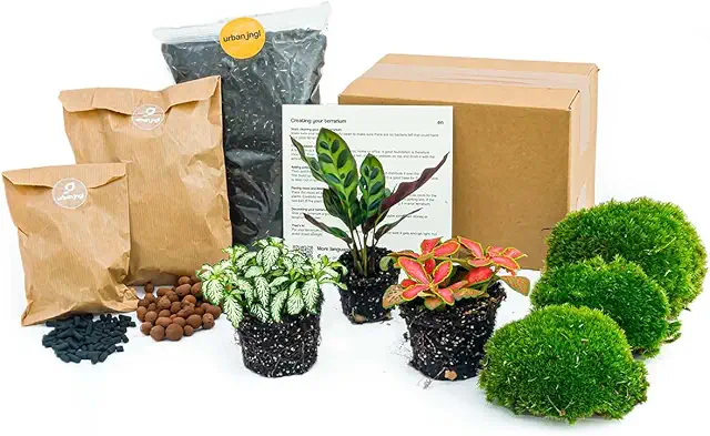 Kit Terrario DIY Calathea Lancifolia - 3 Plantas Ecosistema Autónomo