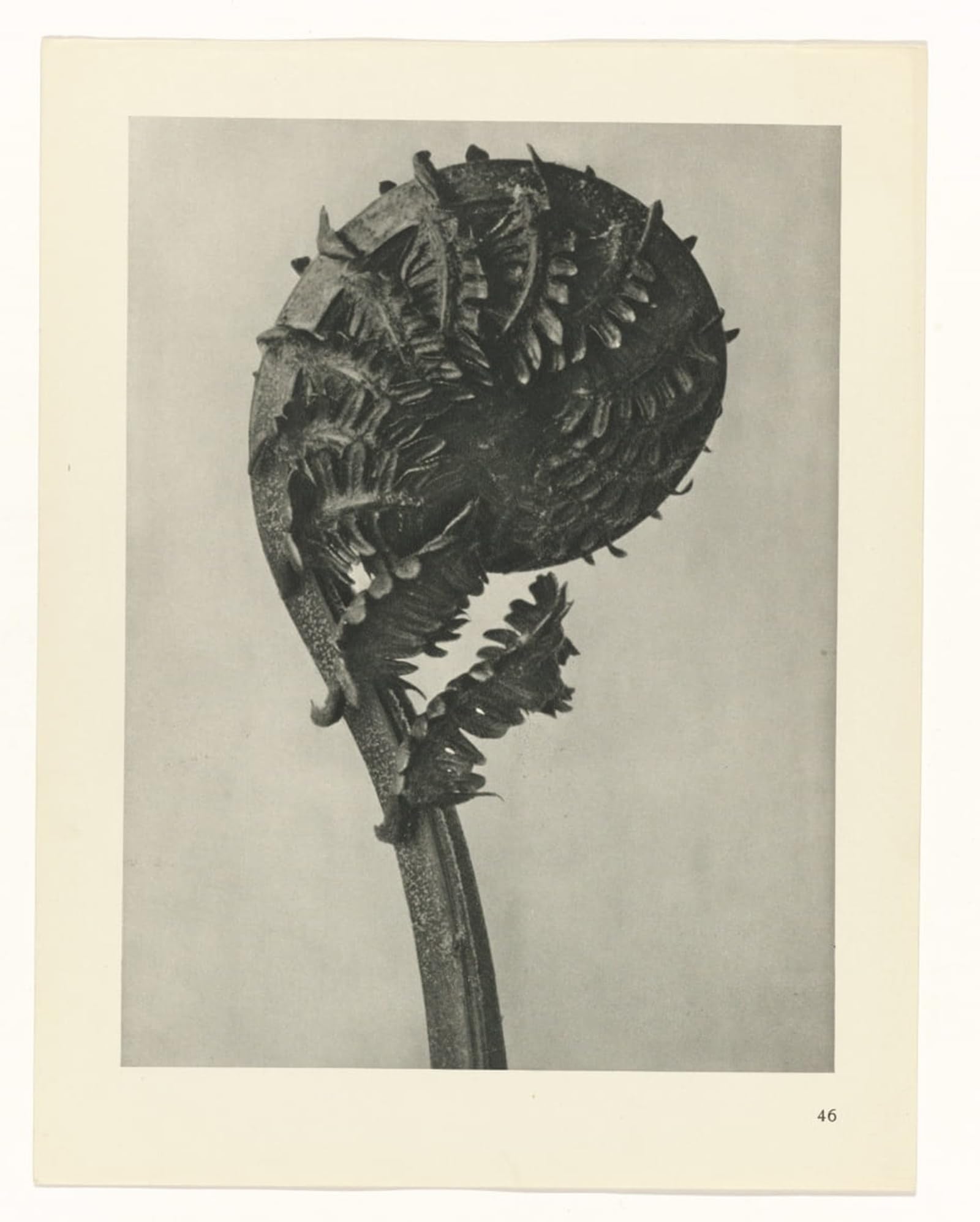 SERENDIPITP Vintage Wall Art Canvas Nordic Poster Canvas Print Picture Botanical Picture Painting Canvas Art by Karl Blossfeldt Wall Art Poster for Home Decor 60x90cm