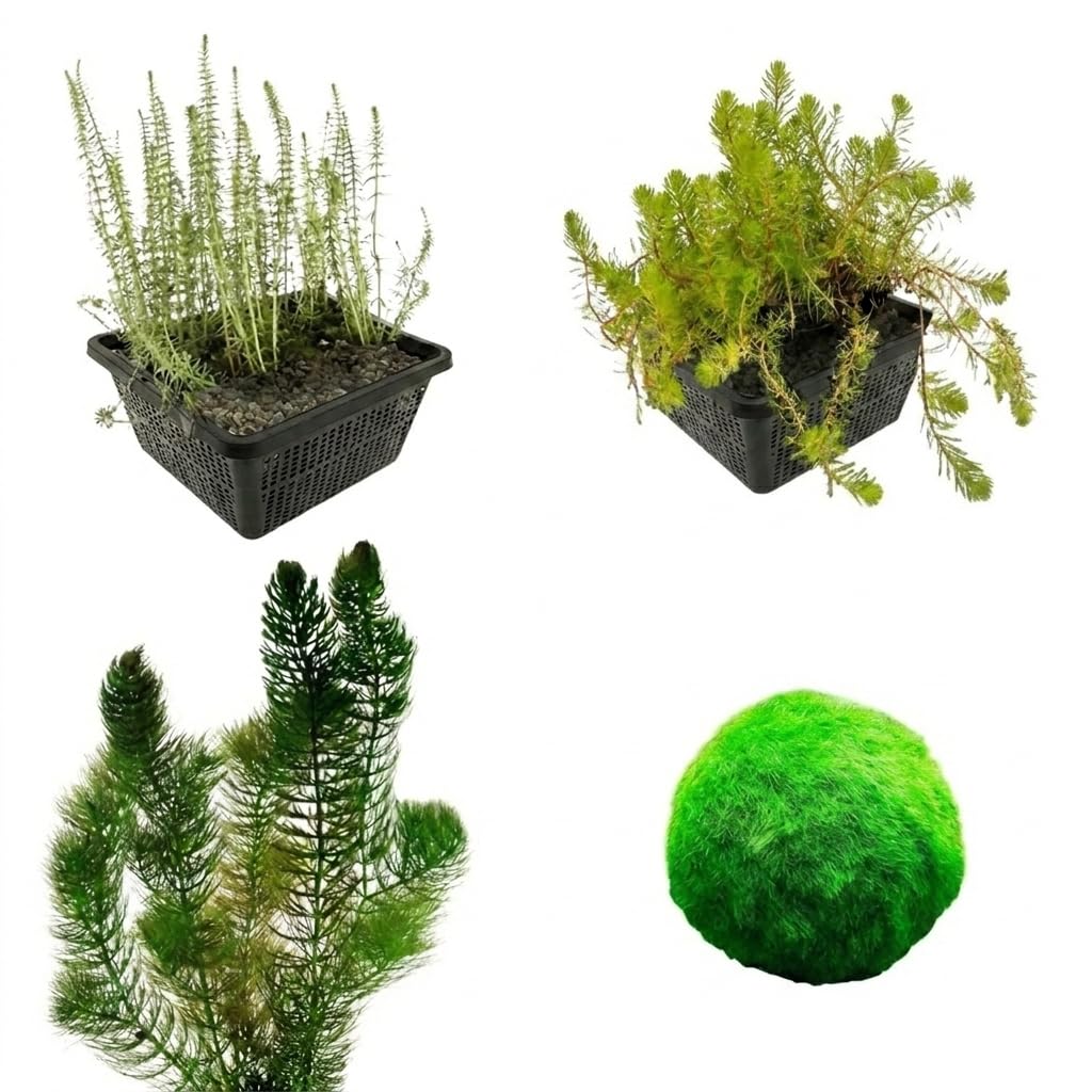 vdvelde - Pacchetto Piante Ossigenanti 500-1.250L - Piante Laghetto - Acqua Limpida - Anti Alghe - Resistente - Bio - Per Pesci