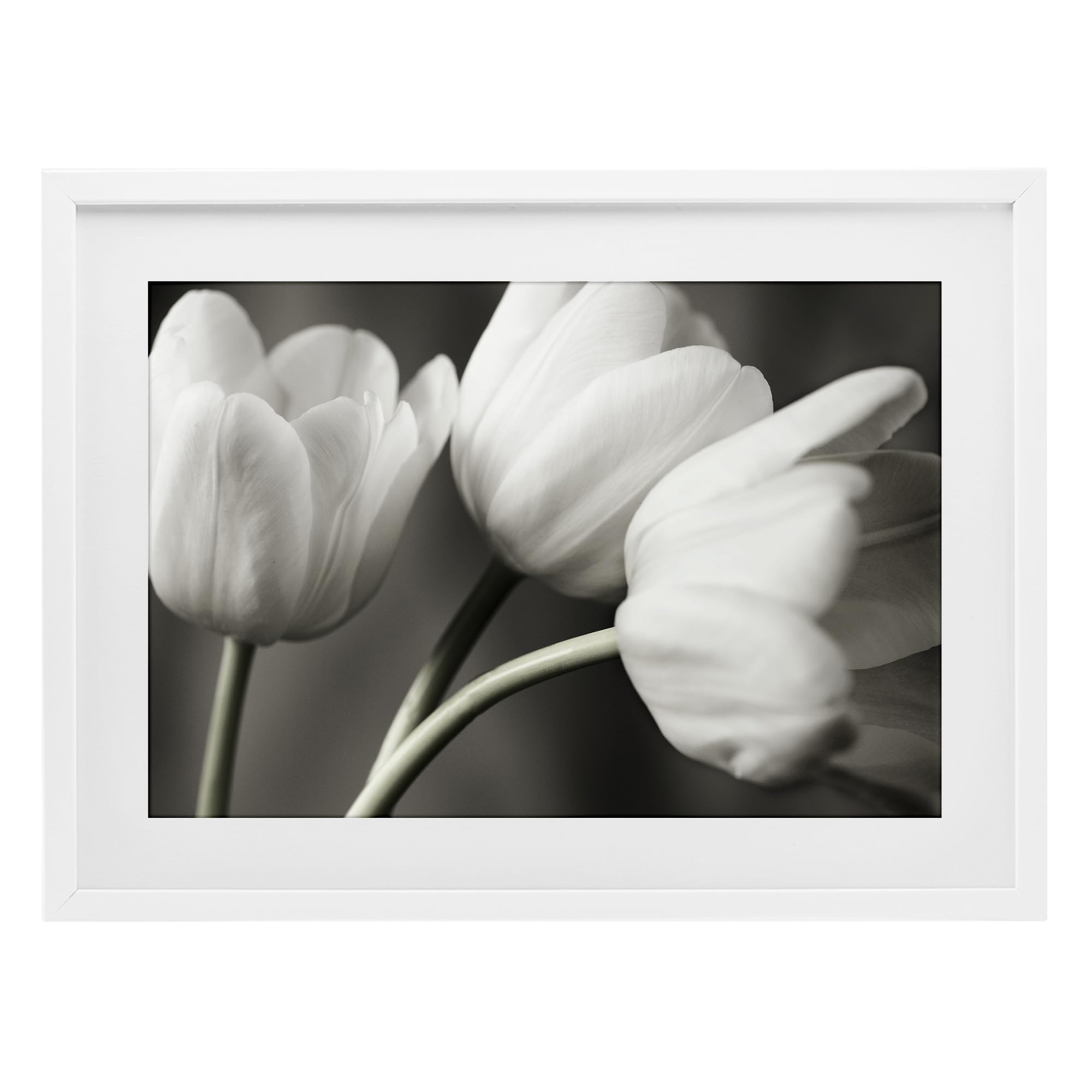 Stupell Industries Coastal White (Textured) 'Row Of Monochrome Tulips'| Framed Print Under Glass