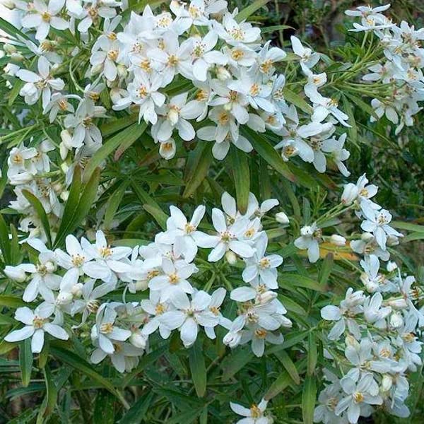 Oranger du Mexique 'Aztec Pearl' – Choisya 'Aztec Pearl' 40-50 cm pot | Arbuste persistant, fleurs blanches parfumées, idéal haie & terrasse