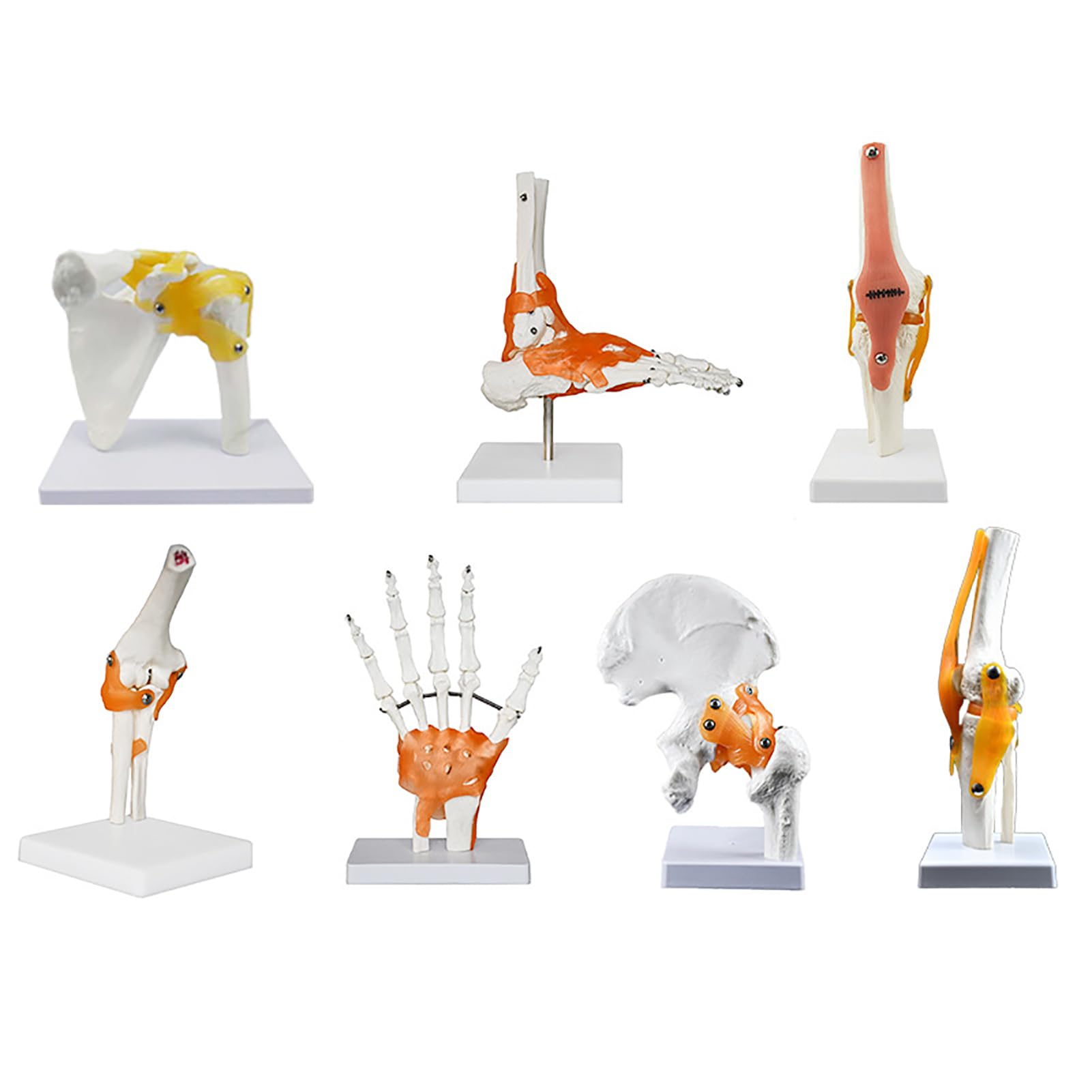 Modèles anatomiques AMITD : lot de 6 articulations avec ligaments pour étude