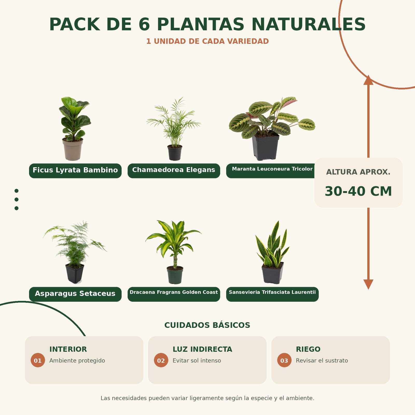DECOALIVE 6 Plantas Naturales para Exposición Botánica Interior