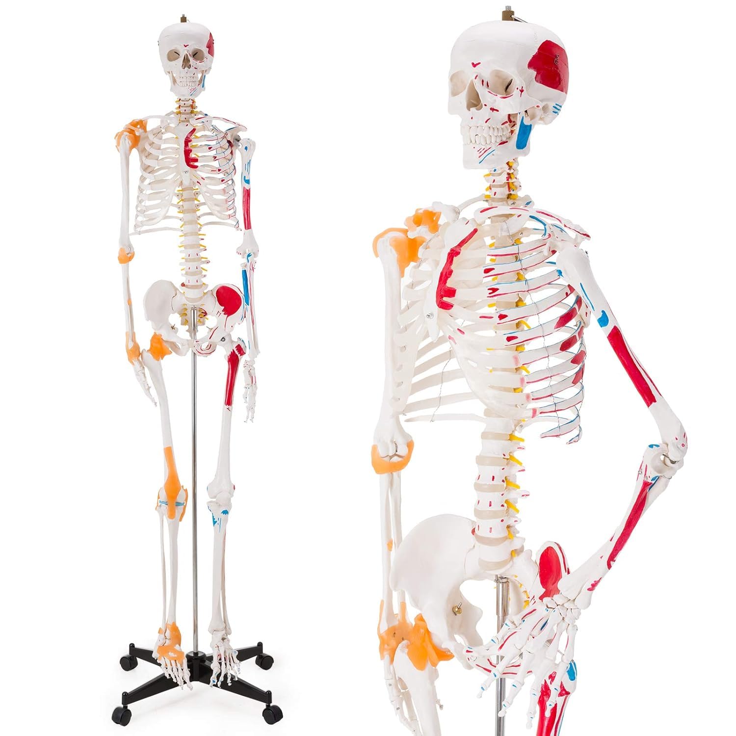 Human Skeleton Model – Life-Size (73 in / 185 cm) with Spinal Nerves, Joint Ligaments & Painted Muscle Origins/Insertions | 3-Part Skull, Rolling 5-Caster Stand | Medical-Grade PVC