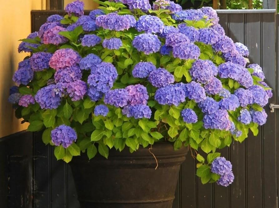 Hydrangea Macrophylla Blue 5lt Garden Ready Plant