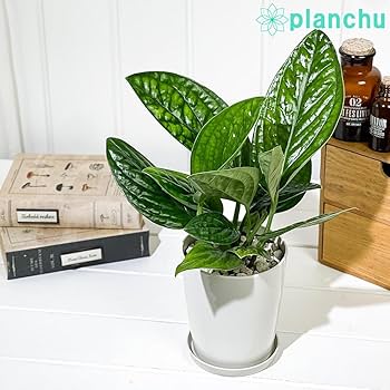 ※希少※モンステラ　シャトルウィング　ココスティック仕立て　４号鉢 楽天市場】観葉植物 希少！ モンステラ シャトルウイング 4号鉢