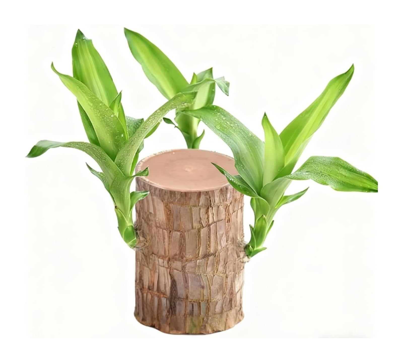 Photo 1 of **USED - MINOR DAMAGE**
Brazilian Wood Plant Good Luck and Prosperity