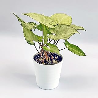 Amazon Co Jp 人気の万年青 観葉植物ランキング Amazon Co Jp 人気の万年青 観葉植物ランキング