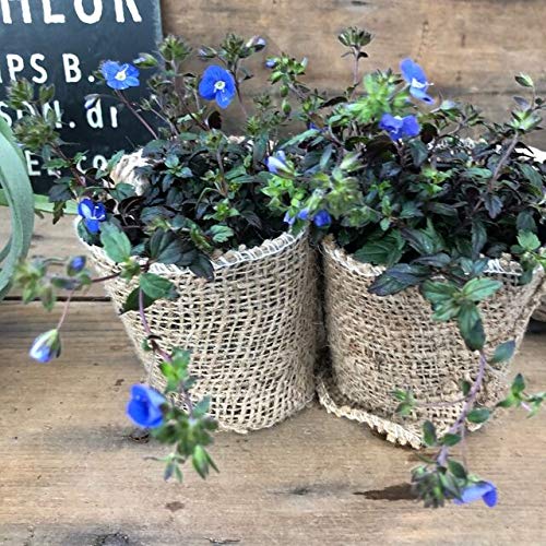 日陰の庭づくり 青系のお花が咲く地植えできるグランドカバー7選 コトリ悠然