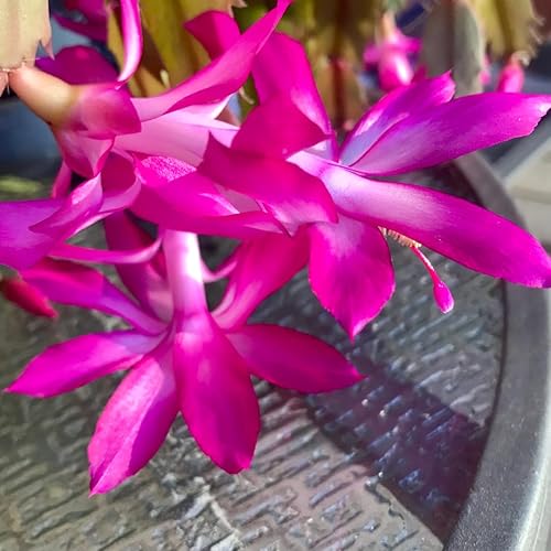 Miniatura 5 de Planta de cactus de Navidad púrpura viva  Planta decorativa de interior de 3 a 4 pulgadas de alto para el hogar y la oficina  Plantas de Navidad