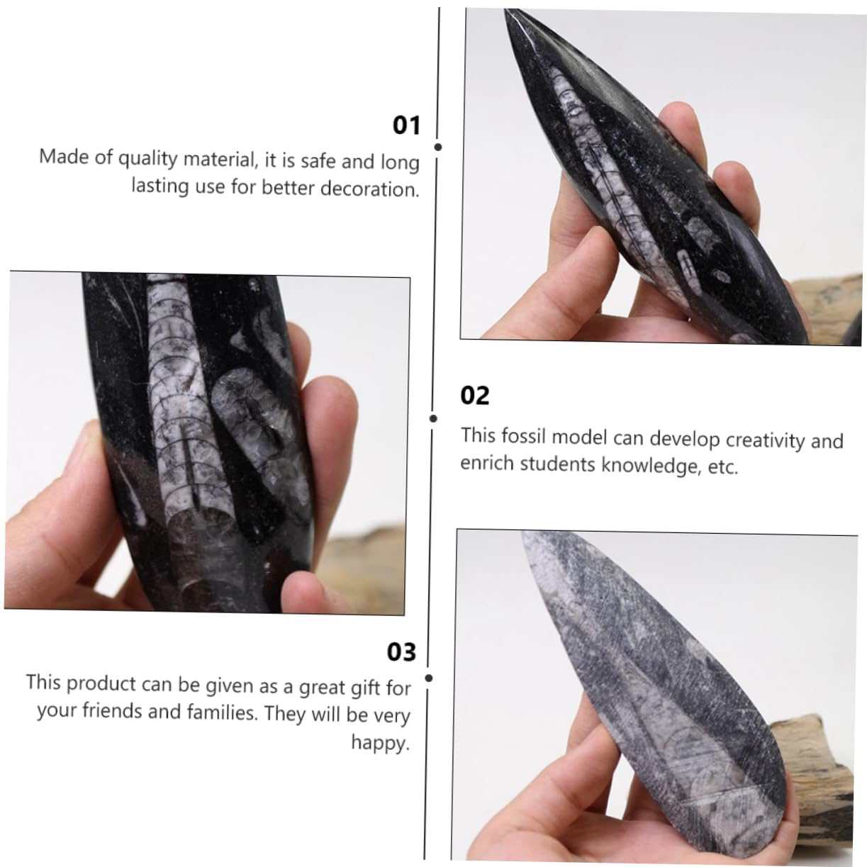 Fósil de Orthoceras Negro de Mineral, Muestra Didáctica