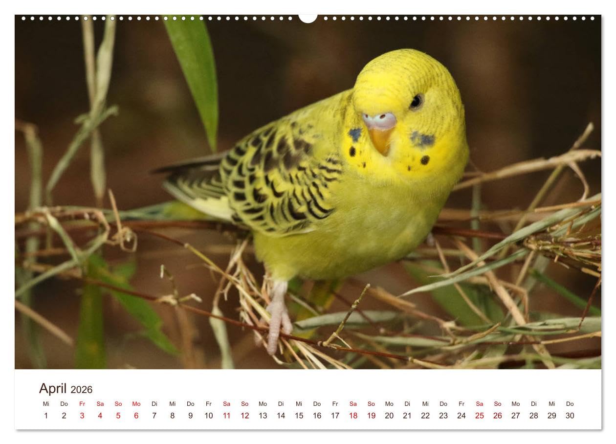 Wellensittiche - der NEUE Kalender (Wandkalender 2026 DIN A2 quer), CALVENDO Monatskalender: Ein prachtvolles Titelbild und zwölf herzergreifende ... zu einem wahren Hingucker! (CALVENDO Tiere)