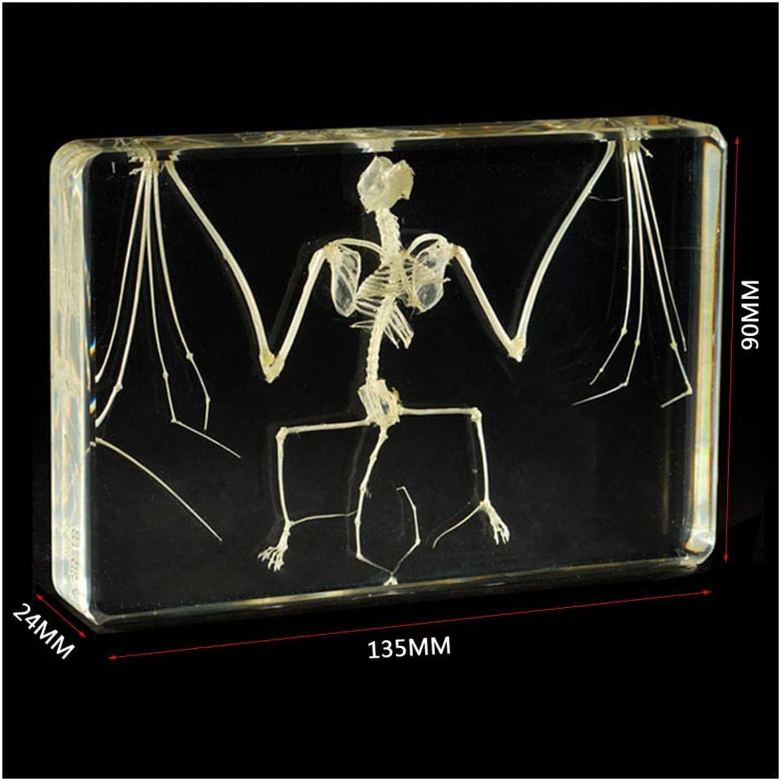 Espécimen de Esqueleto de murciélago Taxidermia en Bloques de acrílico Espécimen de pisapapeles para educación científica, 5 x 3.5 x 1.2 Pulgadas