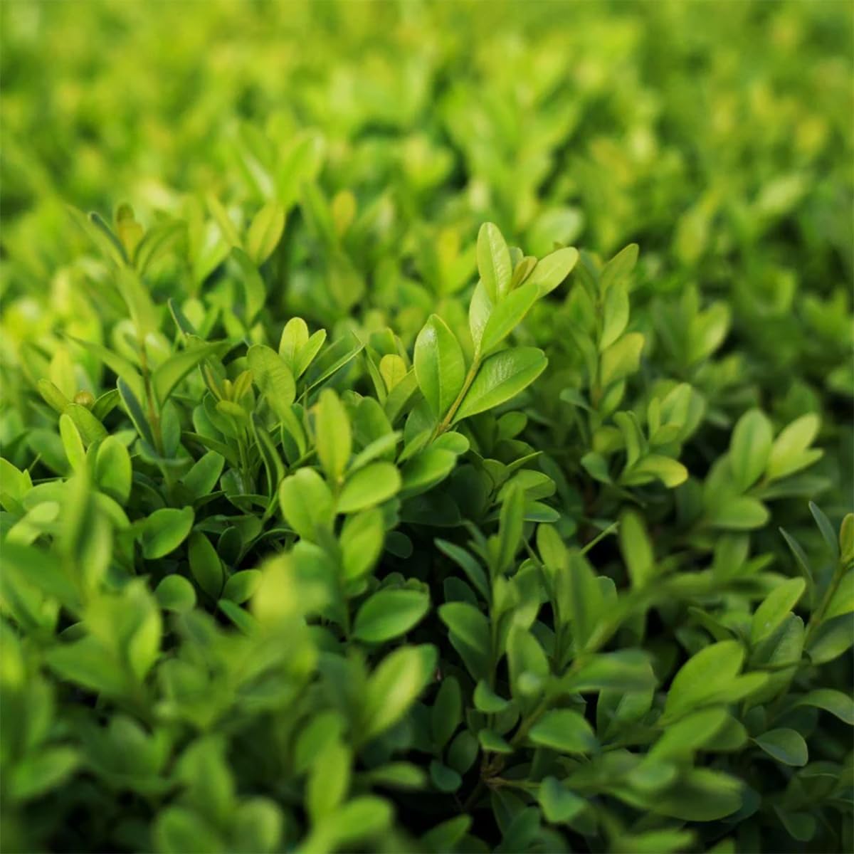 Bosso "Buxus microphylla Faulkner" 12 piante da siepe sempreverde in vaso bio ø9 cm Vivaio di Castelletto