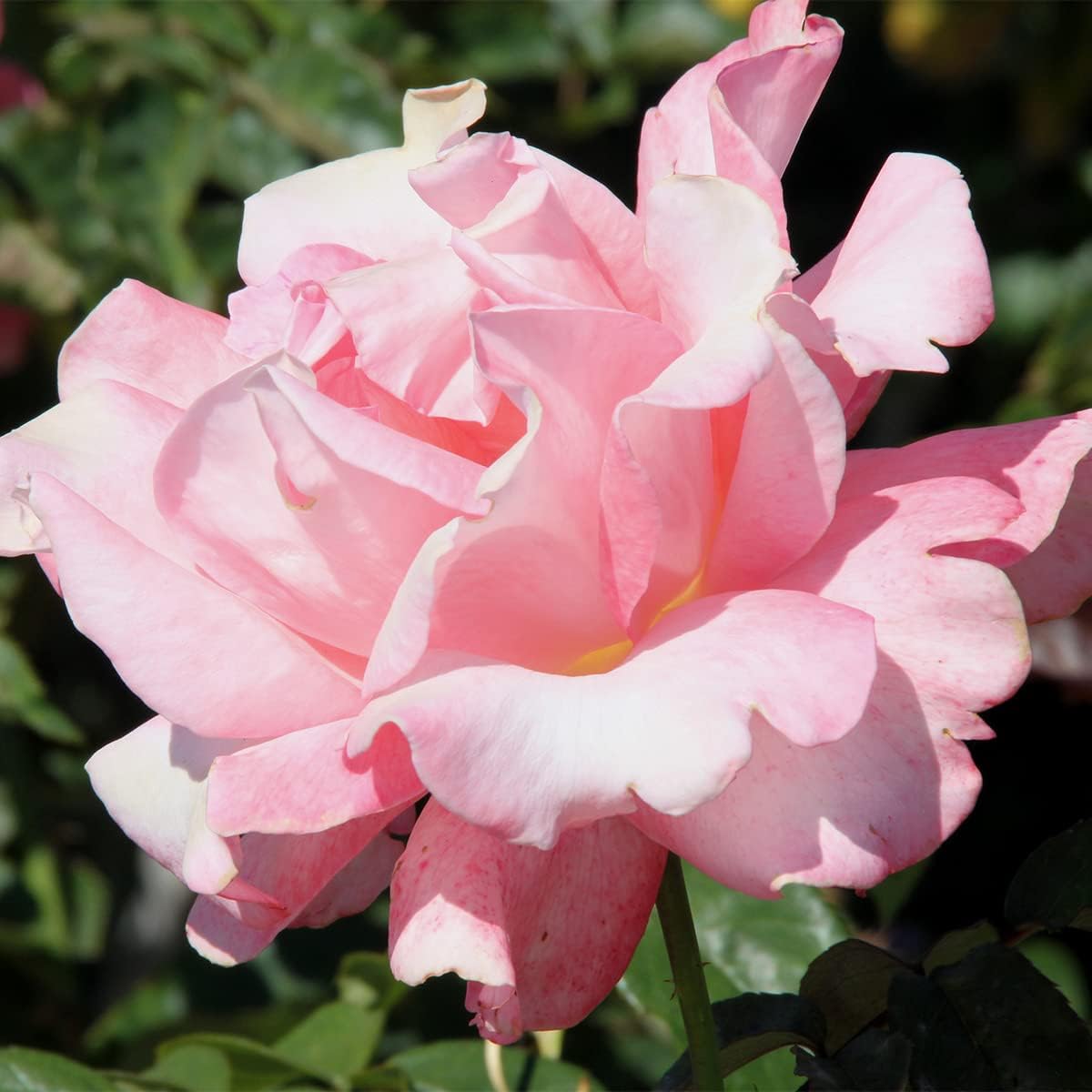 Van Zyverden Roses Touch of Class 1 Root Stock