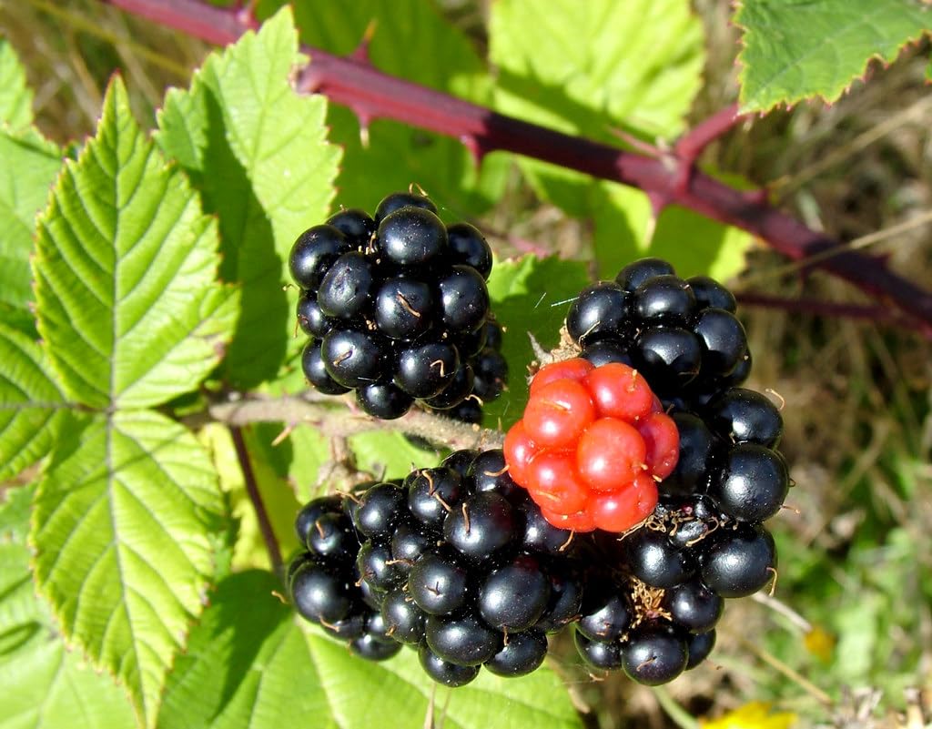 Himalayan Blackberry (Rubus armeniacus) Pack Of 1 Healthy Live Plant For Sweet Home Garden Live Plant Nursery Indoor Outdoor Living Plants (B0CGPTH141) Amazon Price History, Amazon Price Tracker