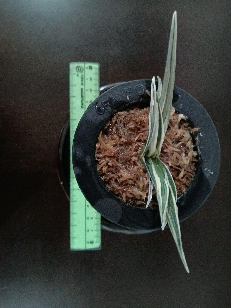 Amazon.co.jp: 万年青「三河錦」 : おもちゃ Amazon.co.jp: 万年青「三河錦」 : おもちゃ