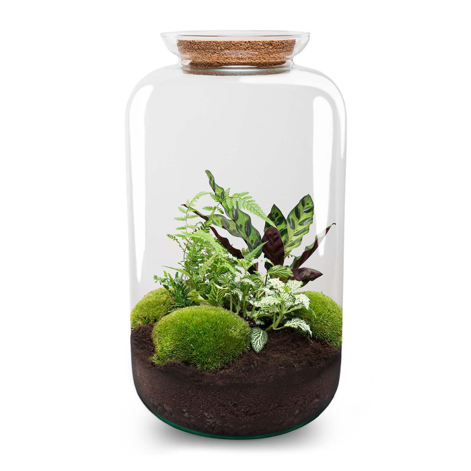 urbanjngl - Sven XL Botanisches Terrarium mit Licht – DIY Kit für Pflanzenökosystem, Ø 23 cm, Höhe 43 cm, ideal für Pflanzenliebhaber und Dekoration
