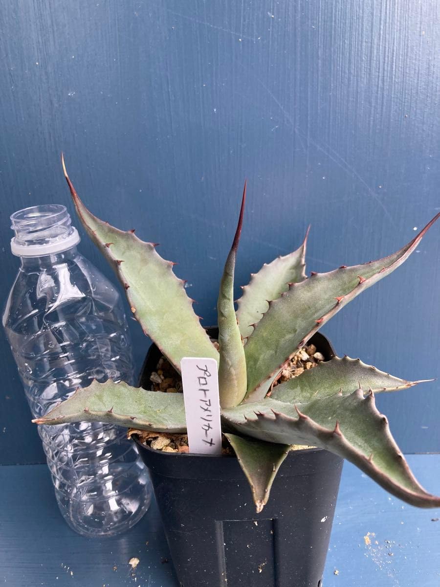 Amazon.co.jp: アガベ プロトアメリカーナ 苗Agave americana ssp