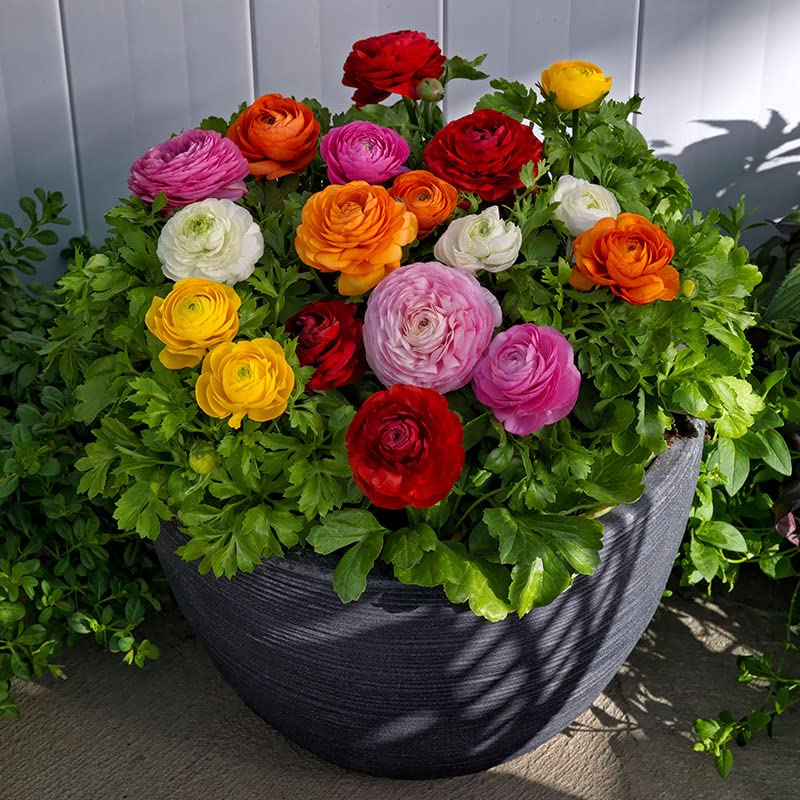 Andhagnai Greens Imported Flower Bulbs - Ranunculus/Buttercup Multicolor Flower Bulbs (Pack Of 5 Bulbs) (B0C9695GNX) Amazon Price History, Amazon Price Tracker