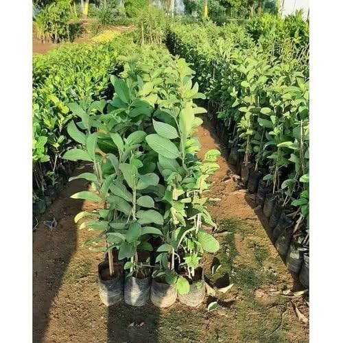 Image of Natura GreenHouse Original 1 Live Thai -7 Guava Amrud Plant hybrid all seasons Height 1.5-2 FT (Thai -7 Guava)