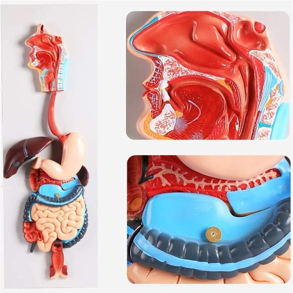 Human Digestive System Anatomy Model,Life Size 2 Part Removable Stomach Nasal Cavity Pharynx Liver Stomach Rectum Intestine for Medical Education Study