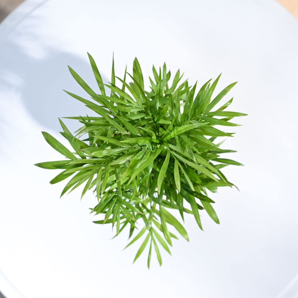 Ugaoo Bamboo Palm Air Purifier Plant - Self Watering -2 Ugaoo Bamboo Palm Air Purifier Plant - Self Watering -2