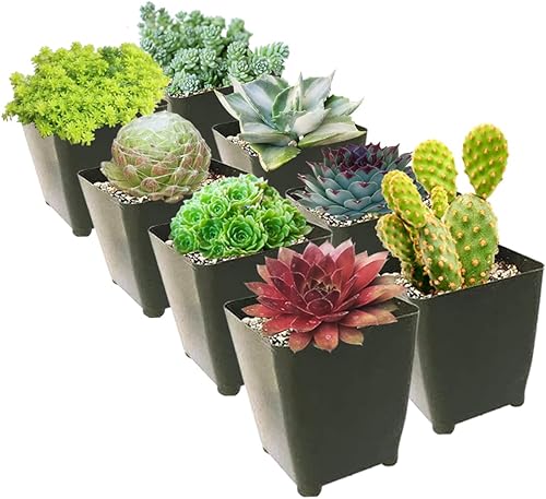 Miniatura 3 de Paquete de suculentas resistentes al invierno  Tipos de suculentas resistentes al frío  Cuidado de suculentas en invierno (2 suculentas)