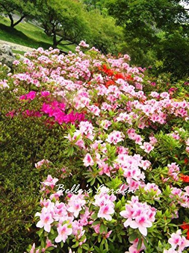 Variétés de graines d'azalée Belle plante à fleurs Jardin à domicile Graines de fleurs en pot Graines de bonsaï d'intérieur Paquet de 500 graines