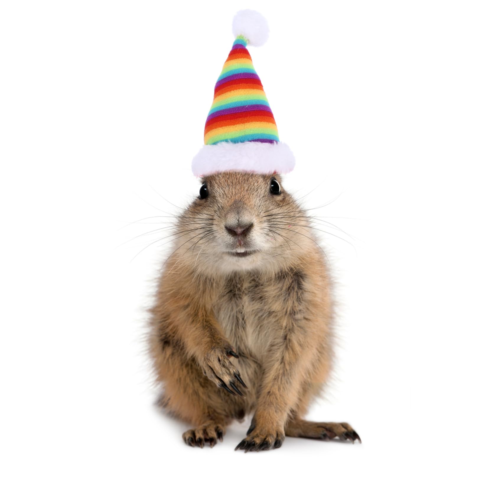 SUPVOX 2pièces Chapeau de Noël Décoratif pour Hamster et Cochon Chapeaux pour Lapin Accessoire de Fête