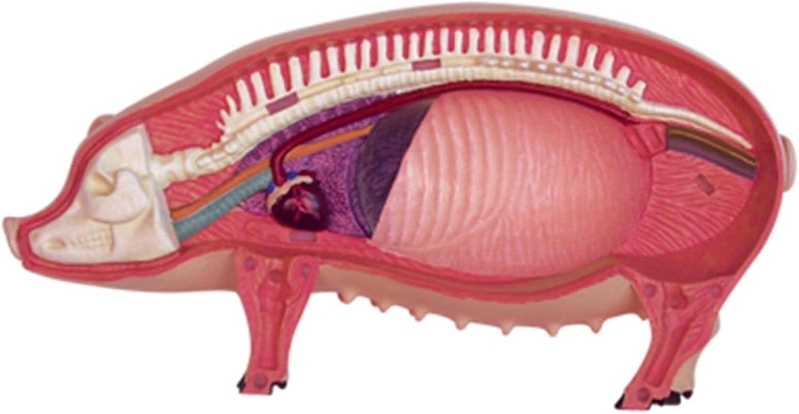 Modelo De Anatomía Y Esqueleto De Cerdo, Modelo Animal Desmontable Con 19 Órganos, Para Formación Veterinaria Y Demostraciones Educativas En Clínicas Y Escuelas