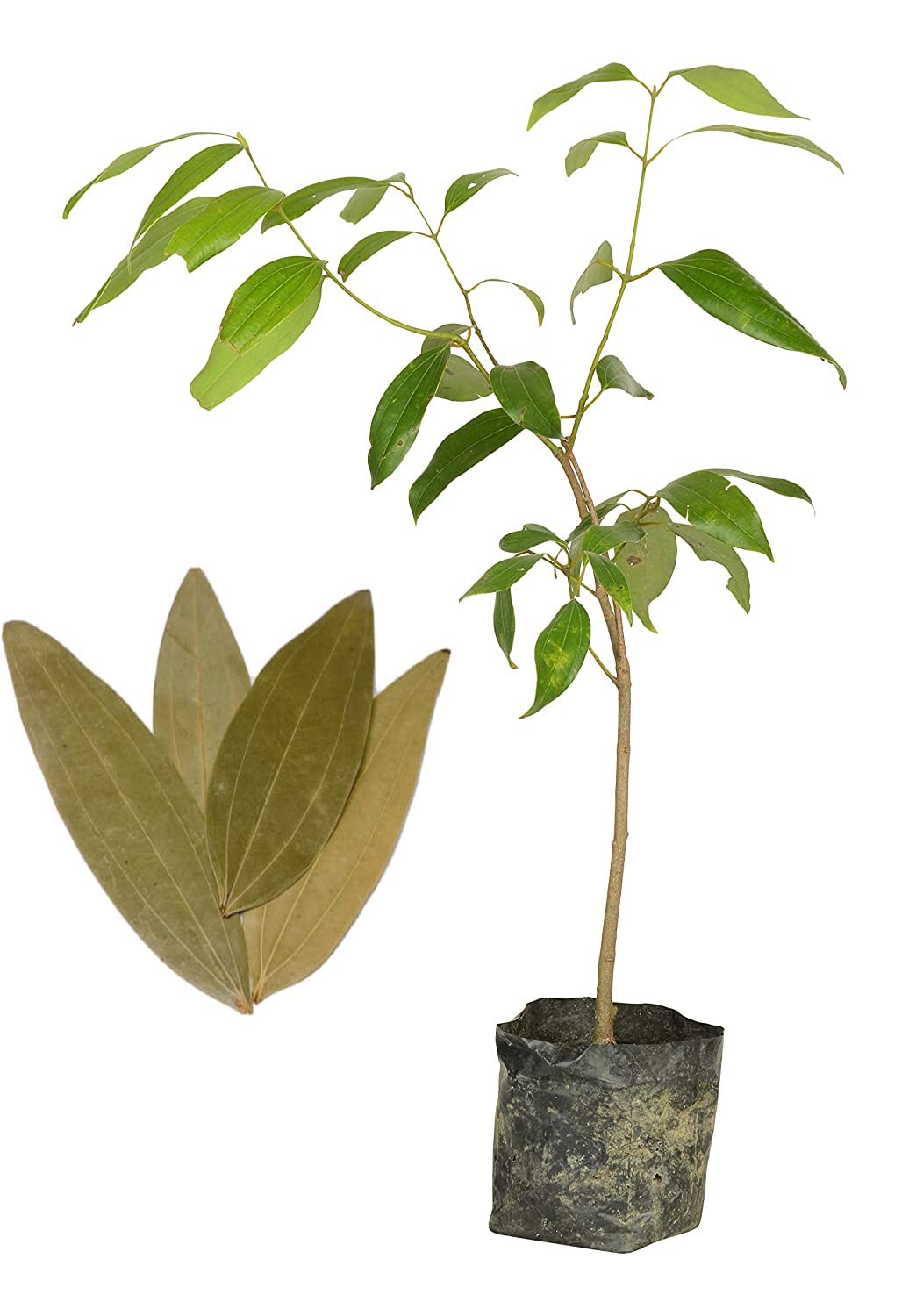 See full amazon price history chart for GLOBAL GREEN - Tej Patta, Tamalpatra, Indian Bay Leaf Plant/size 18 to 24 Inches / 1 Healthy Live Plant GLOBAL GREEN - Tej Patta, Tamalpatra, Indian Bay Leaf Plant/size 18 to 24 Inches / 1 Healthy Live Plant (B0BDMB5T61) Amazon Price History, Amazon Price Tracker