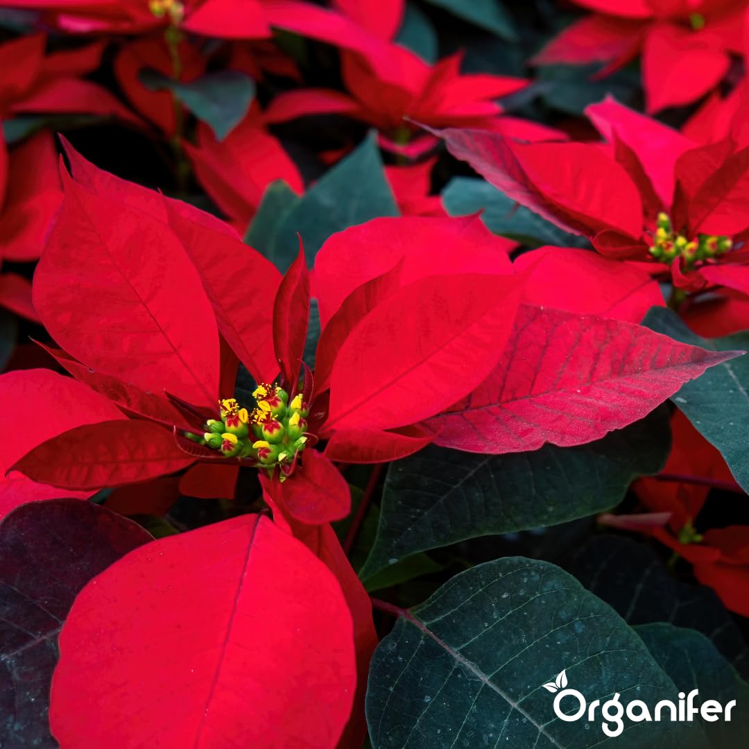 Poinsettia Nawóz Organiczny Do Kwiatów - 5x1L - NPK 2-1-8 | Zdrowe Liście - Silne Korzenie I Wysoka Plonność - Organifer