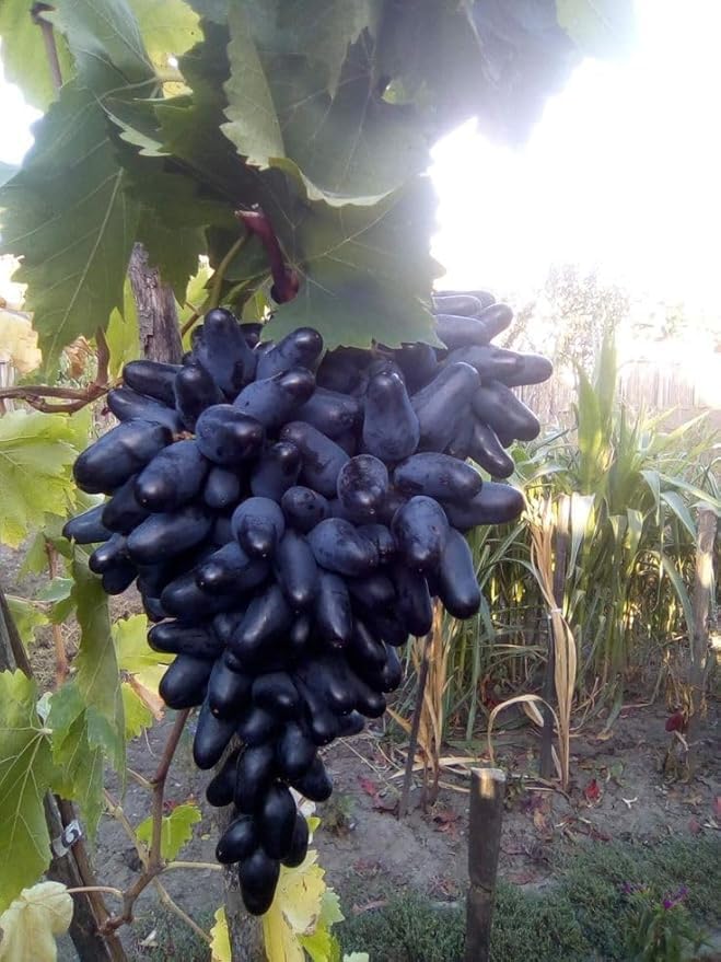 Image of Black Grapes Fruit Live Plant | Outdoor Climbing Vine Plant for Garden & Farm | Fast Growing Seasonal Fruiting Grape Plant - Pack of 1