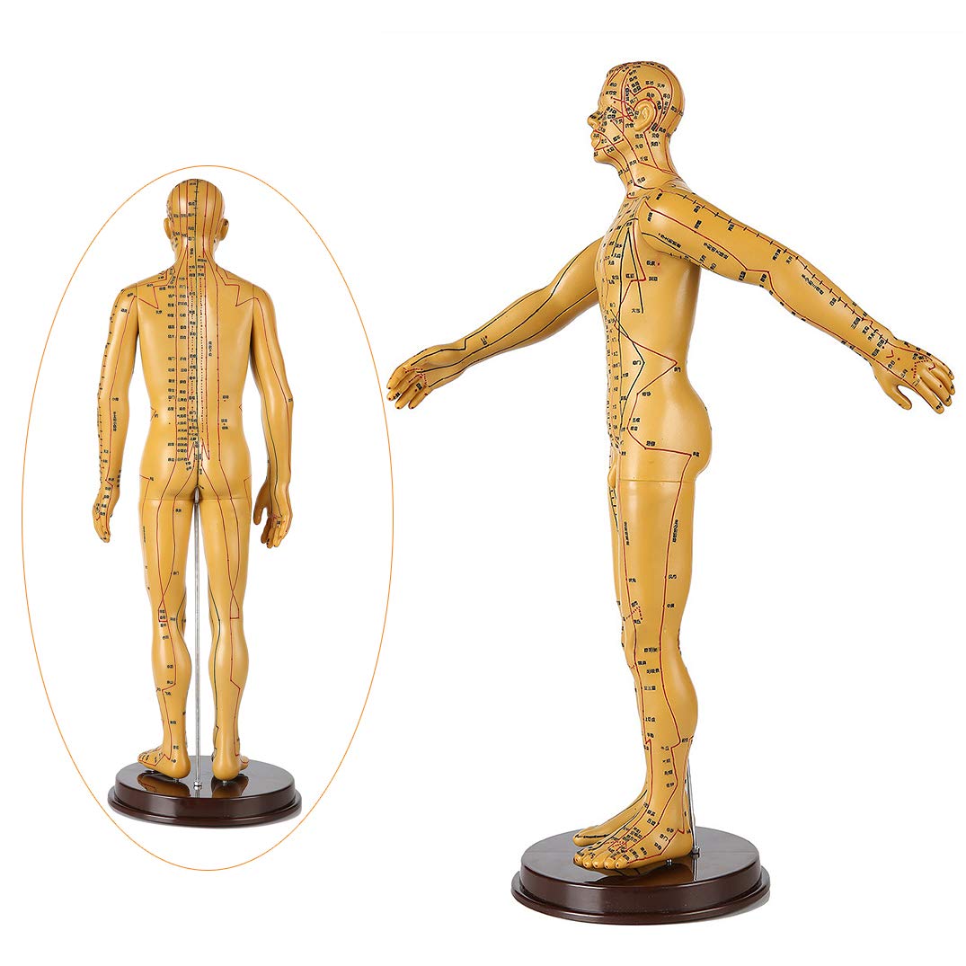 Sjdopulse Men's 60Cm Human Acupuncture Model - Medicine Acupunctur Model - Acupuncture Model Human Meridian Points Chinese Medicine Health Massage - For Learning Acupuncture Points
