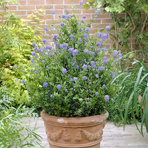 Californian Lilac Plants 'Skylark' Ceanothus thyrsiflorus Quick Growing Bushy Evergreen Hardy Shrub Blue Blooms Easy to Grow Your Own Garden Flowers 1 x 3 Litre Potted Plant by Thompson & Morgan