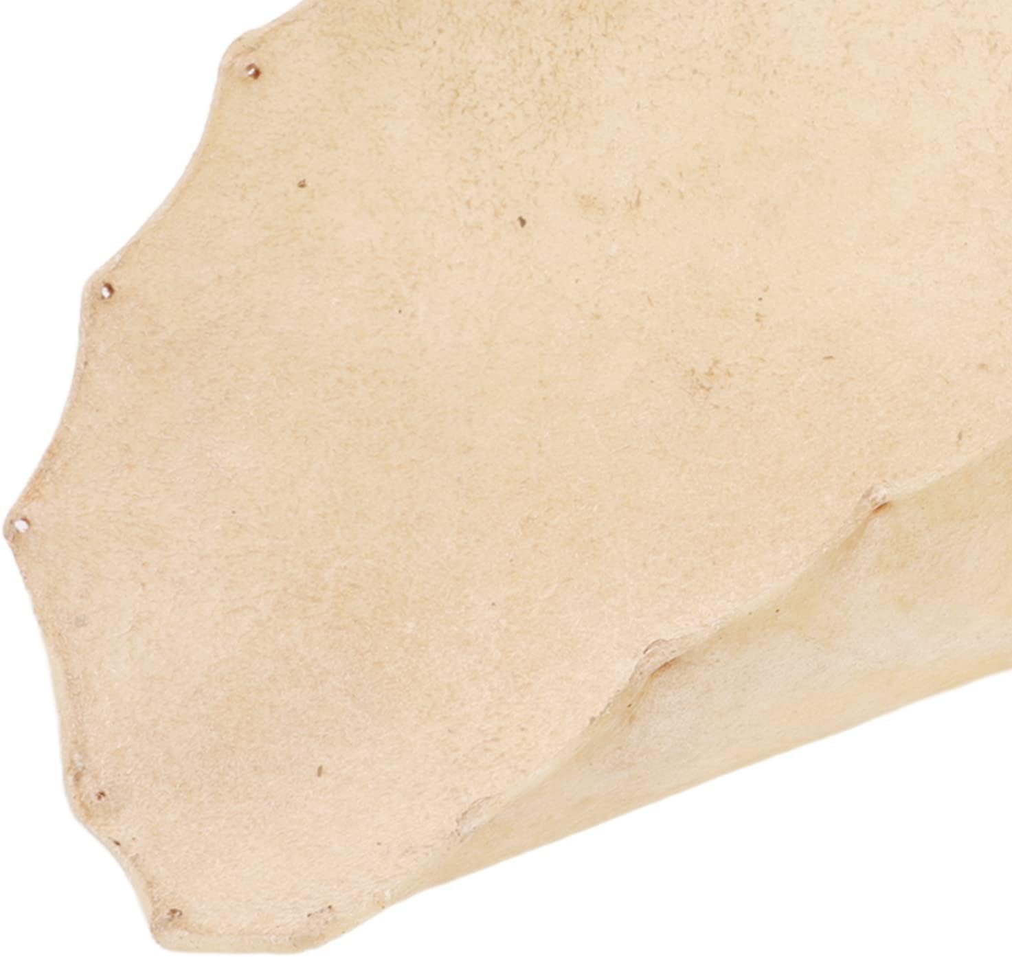 Hand Drum Goatskin Replacement Goat Skin Djembe Head Clear Sound for 8/10/12/13/14in Djembe Bongo and Shaman Drums 360mm/14.2in Diameter Round Drum Accessory