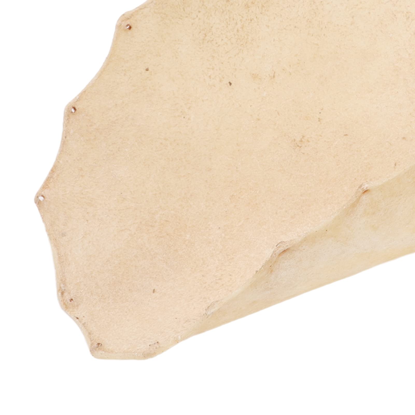 Tête de Tambour en Peau de Chèvre Remplacement Tête de djembé en Peau de Chèvre Son Clair pour Bongo et Shaman Tambours Accessoire de Tambour Rond de 320 Mm de Diamètre