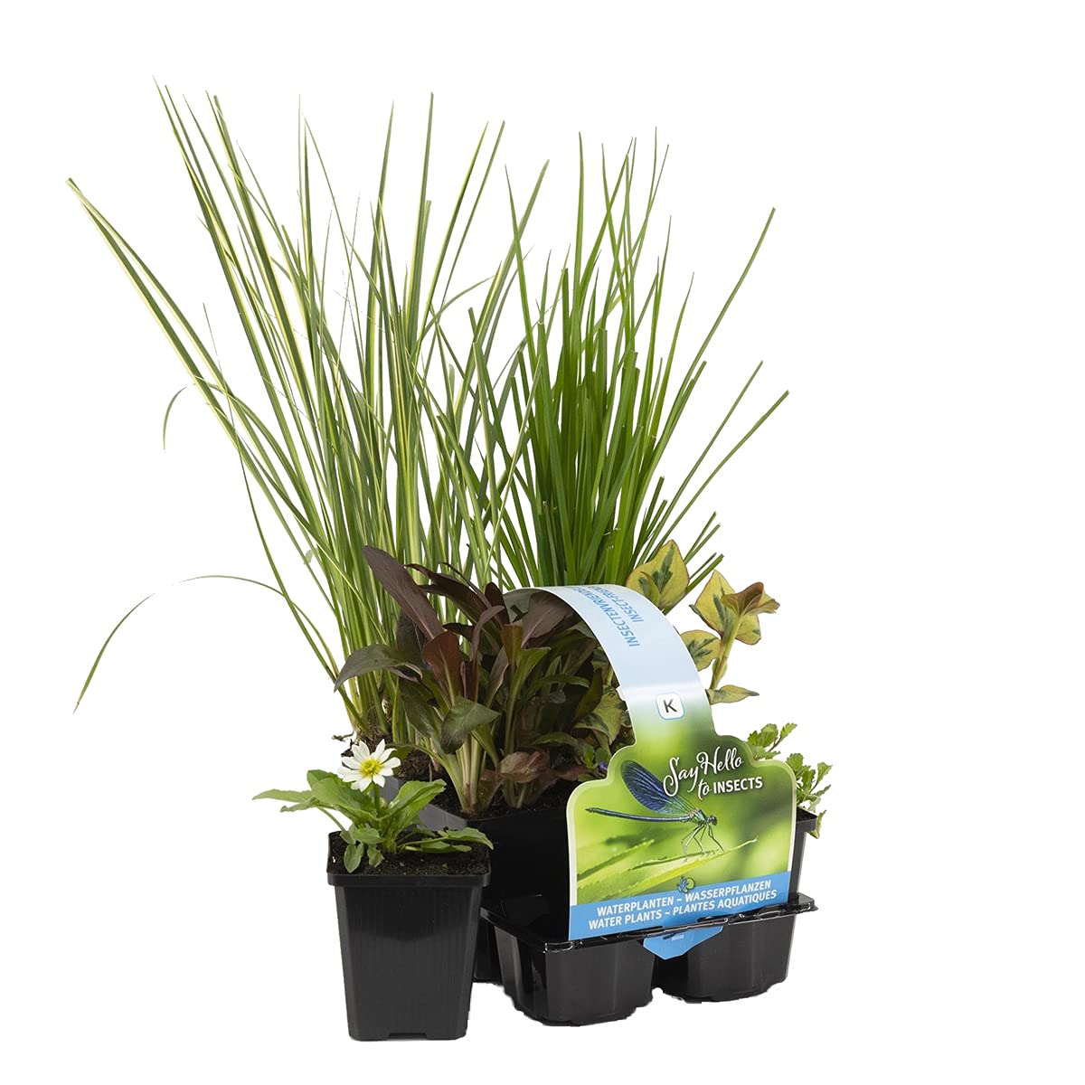 Bloomique - Set de 6 - Plantas de estanque favorables a insectos - Zona de estanque 1-2 - Acuáticas - Resistente al frío - Altura 15-25 cm - Maceta 9 cm