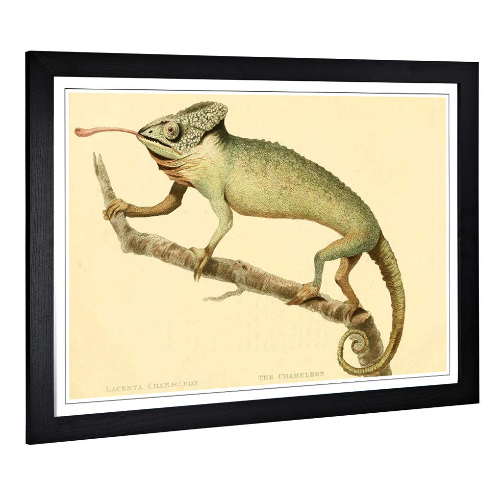 Big Box Art Framed Print of Vintage Edwards. S.T. Chameleon Design | Wall Art Picture | Home Decor for Kitchen, Living Room, Bedroom, Hallway, Black, A2 / 24.5x18 Inch / 62x45cm