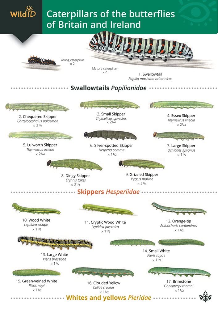 Guide to caterpillars of the butterflies of Britain and Irela... - 9781908819468