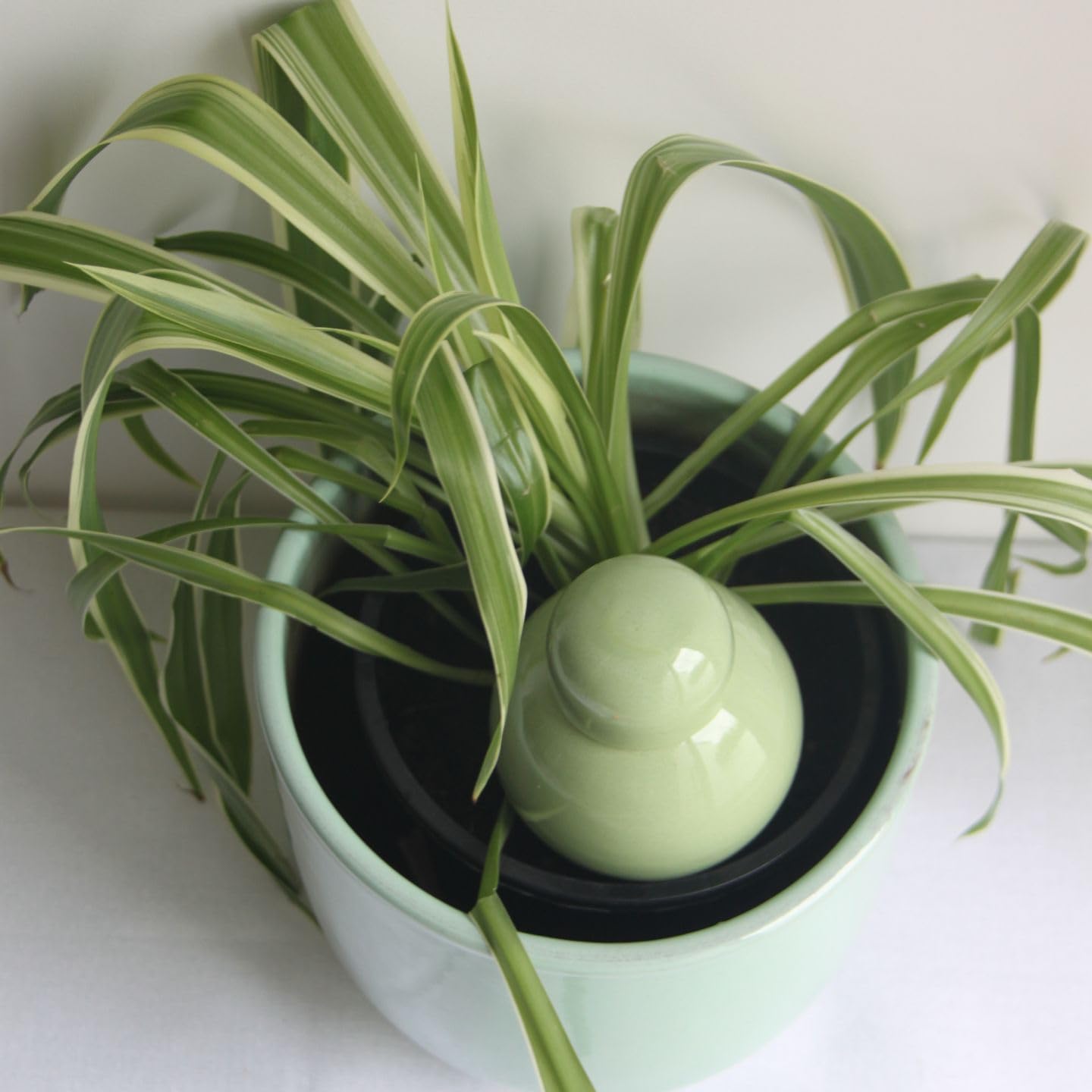 Ollas Lutton Olla Terre Cuite à Planter 40cl| Arrosage Autonome pour Plantes d'interrieur Ecologique & Economique | Système d'Irrigation Naturel | Autonomie 3 Jours | Ollas Sabeur Pistache
