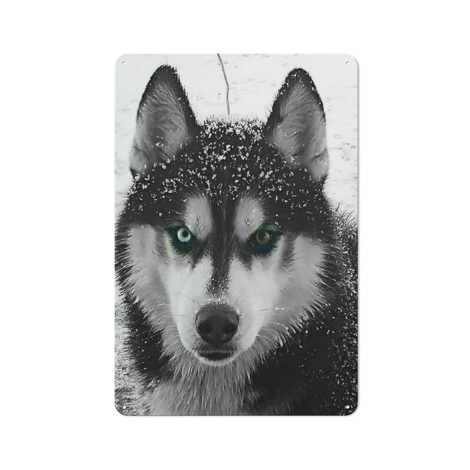 Tin Sign 30x20cm with Husky with Heterochromia for Pub Or Café, Retro Decor, for Vintage Wall Decor Fans, for Cafés, Pubs And Restaurants