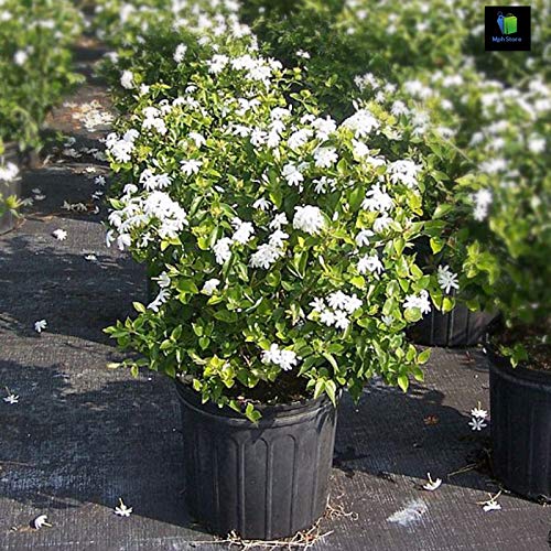 See full amazon price history chart for Mphmi Nurseryplant Kunda, Downy Jasmine - Plant Mphmi Nurseryplant Kunda, Downy Jasmine - Plant (B09NMJJ162) Amazon Price History, Amazon Price Tracker