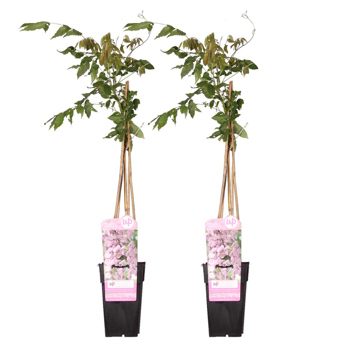 Bloomique - Lot de 2 - Wisteria floribunda 'Rosea' - Glycine rose - Plantes grimpantes - Plantes de jardin - Rustiques - Hauteur 50-70 cm - Pot 15 cm